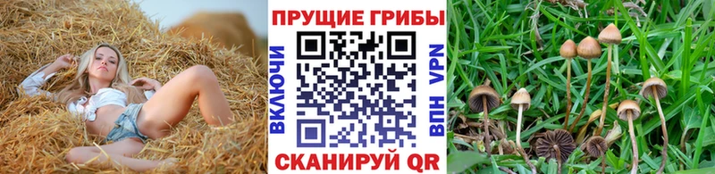 Купить  Туймазы  Галлюциногенные грибы GOLDEN TEACHER 
